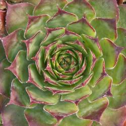 Sempervivum - Dachwurz - Hauswurz